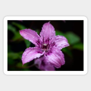 Purple Clematis After The Rain Sticker